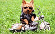 ویدئویی پربازدید از موتورسواری یک سگ در ایران!