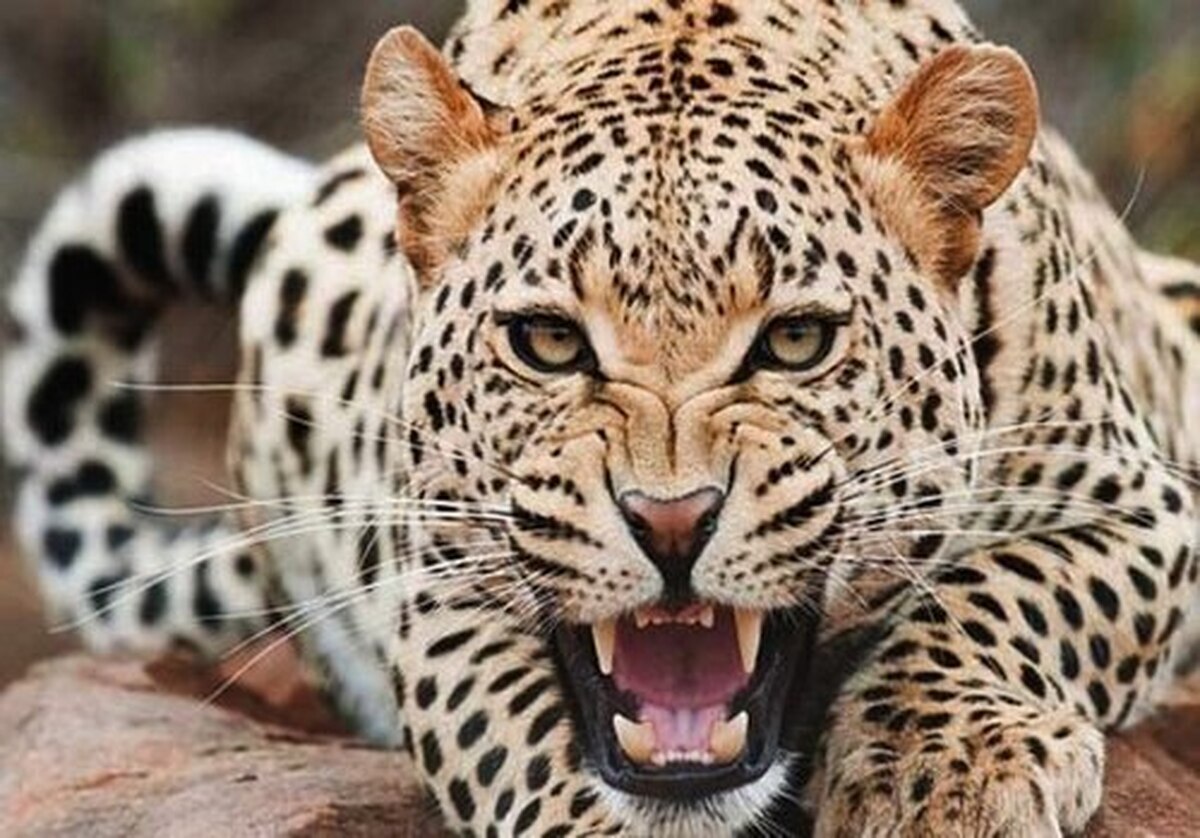 ویدئویی دیدنی از خودنمایی پلنگهای مازندران ویدئویی دیدنی از خودنمایی پلنگهای مازندران