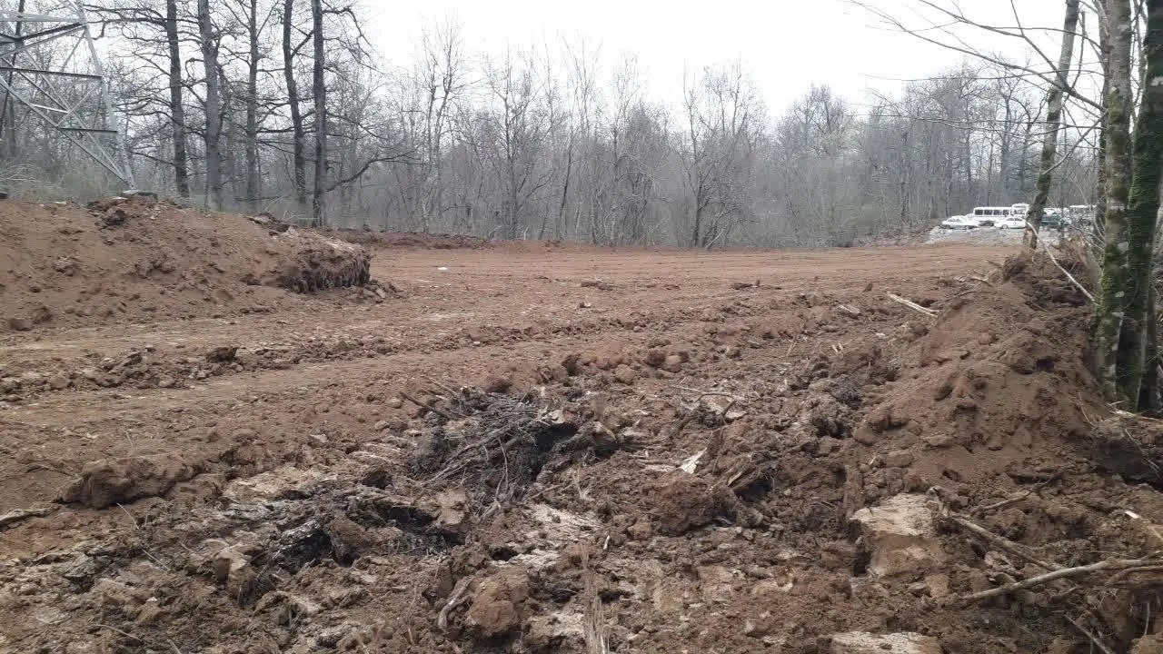 قطع درختان قطع درختان