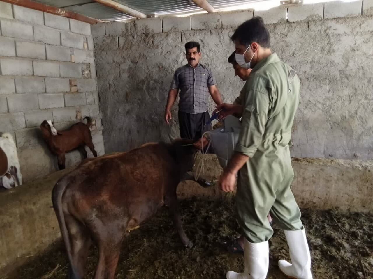 تب برفکی از پاکستان وارد ایران شد تب برفکی از پاکستان وارد ایران شد