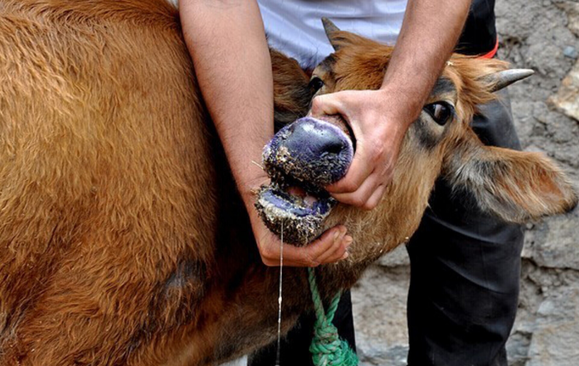 تب برفکی در استانهای مرزی تکذیب شد تب برفکی در استانهای مرزی تکذیب شد