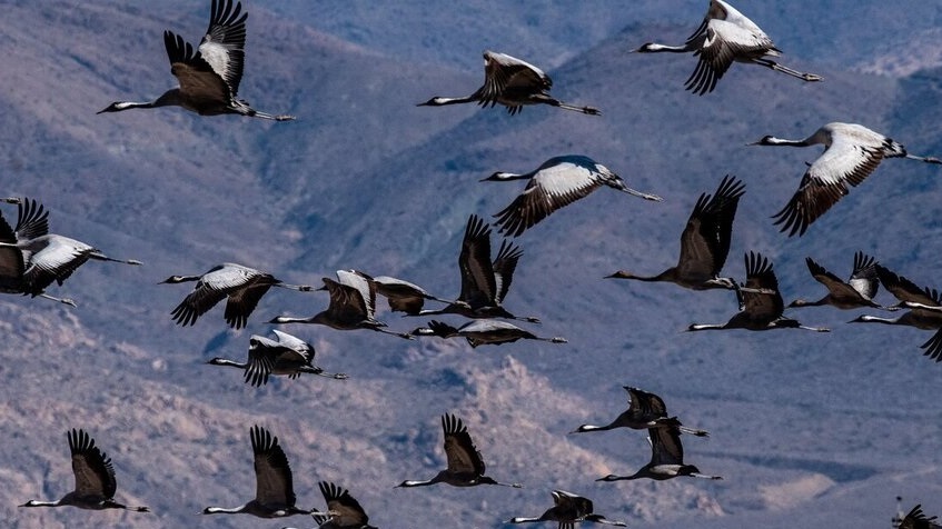 پرواز درناها در سکوت دریاچه بختگان پرواز درناها در سکوت دریاچه بختگان