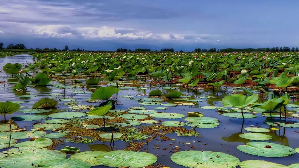 تصاویر غم انگیز از خشک شدن تالاب انزلی