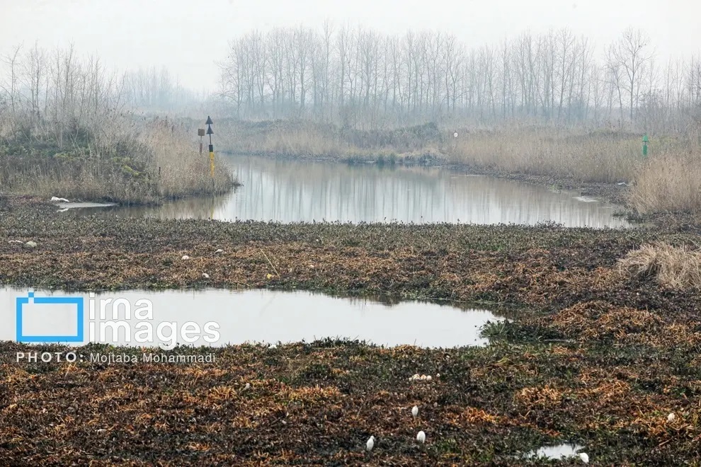 تصاویر غم انگیز از خشک شدن تالاب انزلی