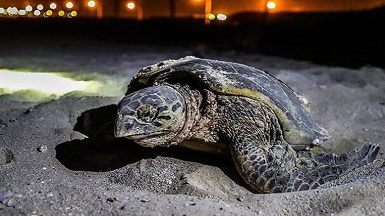 ببینید| رفتار ناراحت کننده دو گردشگر با لاک‌پشت ارزشمند در قشم