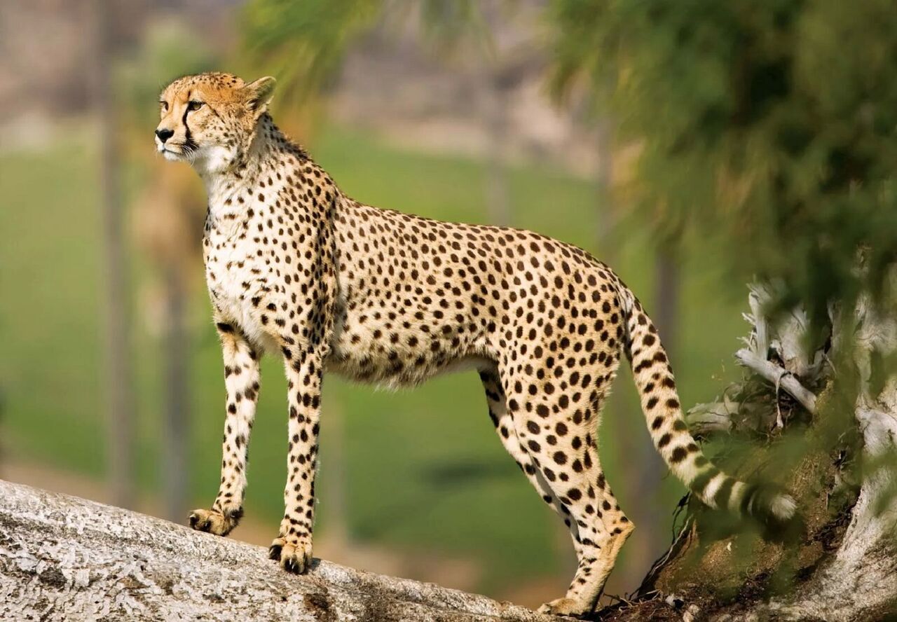 ببینید| مشاهده یک یوزپلنگ در منطقه خوش ییلاق شاهرود