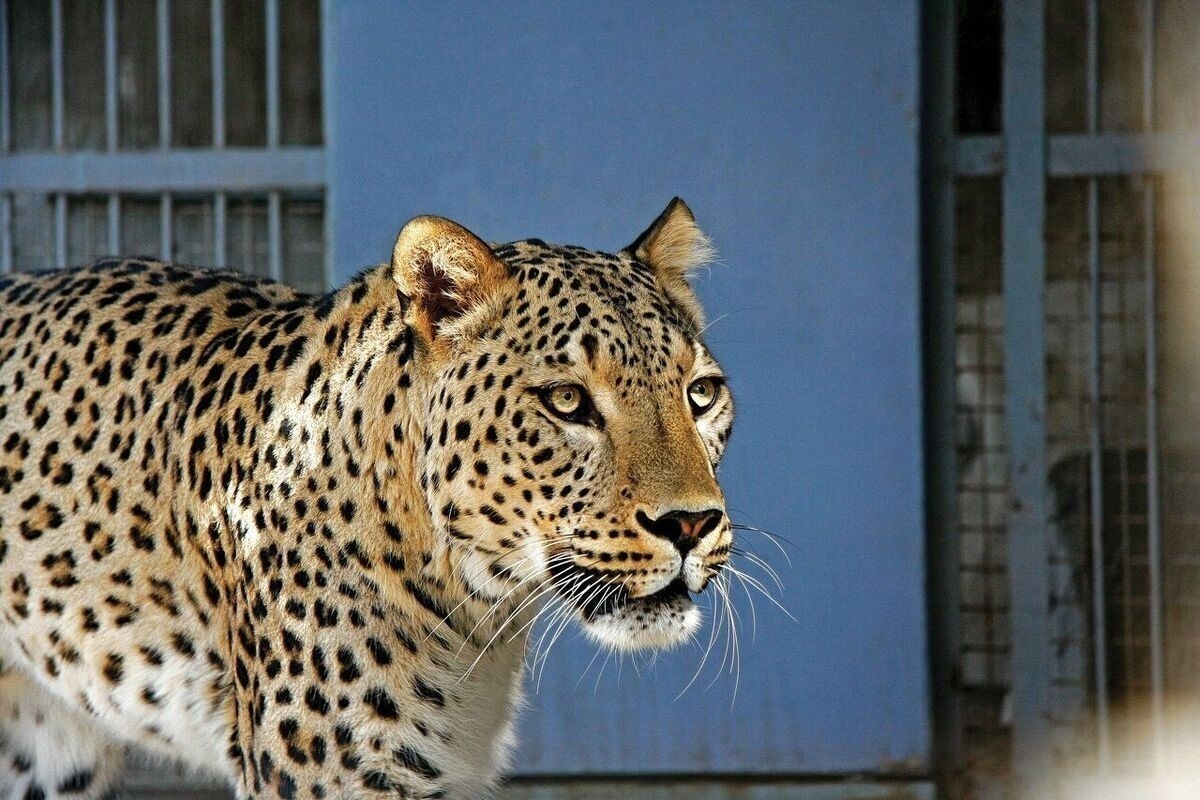 خبر تلخ؛ پلنگ دماوند تلف شد