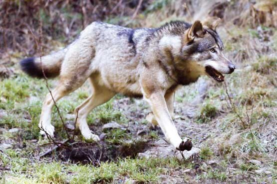 حمله هولناک گرگ‌ها به یک روستا | سه نفر مصدوم شدند