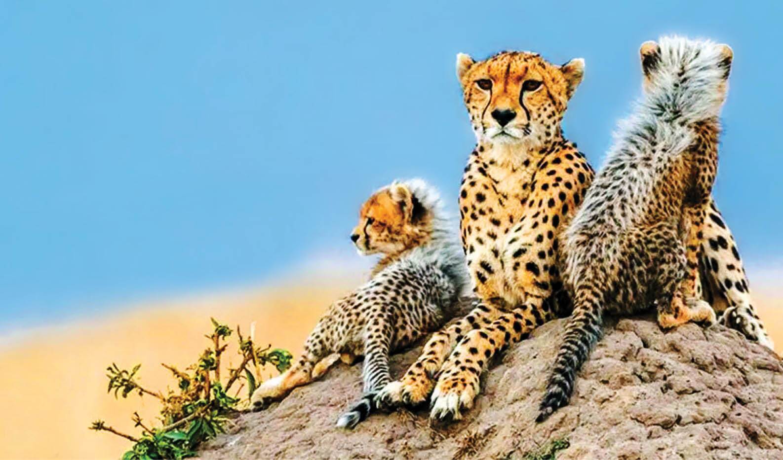 بینید| مشاهده خانواده پرجمعیت یوز ایرانی در پارک ملی توران بینید| مشاهده خانواده پرجمعیت یوز ایرانی در پارک ملی توران