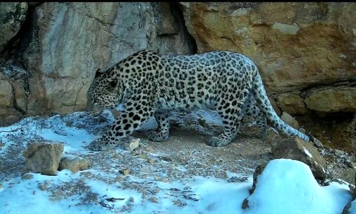 ببینید| مشاهده پلنگ ایرانی در سرمای پارک ملی گلستان