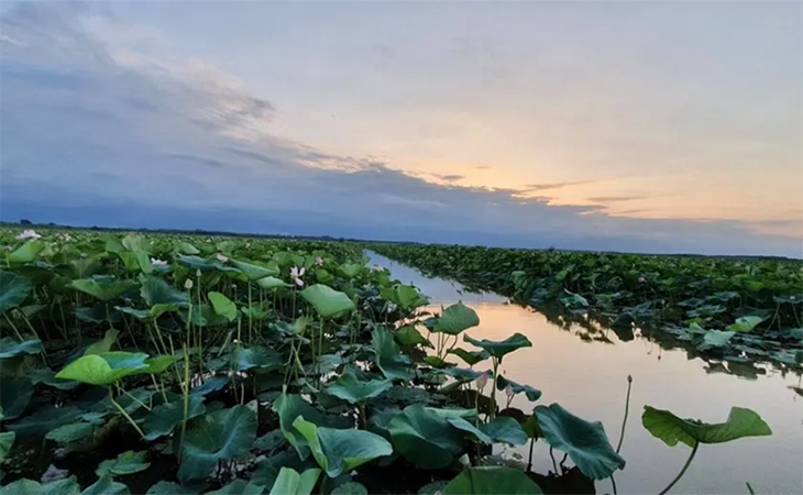 مرگ تدریجی تالاب انزلی!