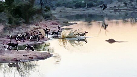 ببینید| فرار شجاعانه ایمپالا از دست گله سگ‌های وحشی و اسب‌های آبی