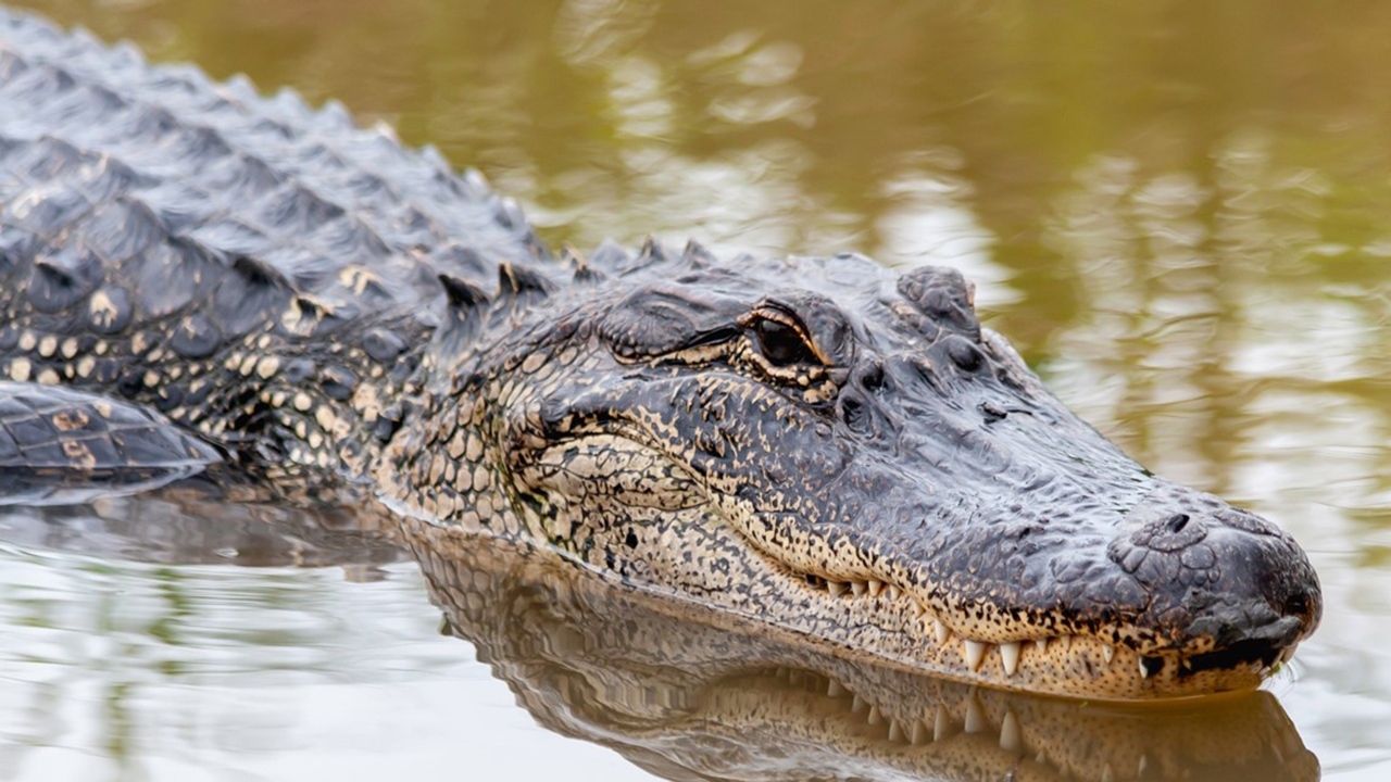 ببینید| صحنه هولناک مواجهه شناگر ونزوئلایی با تمساح