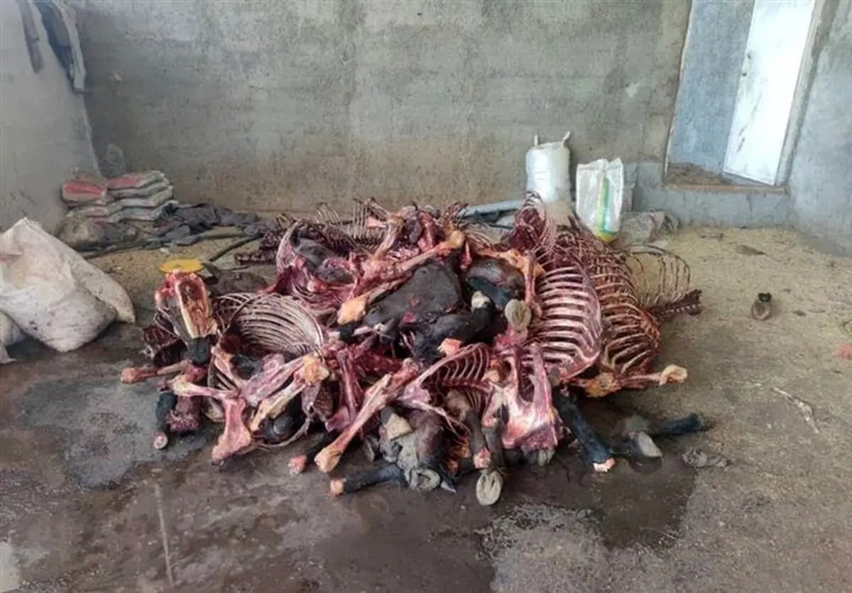 کشف و معدومسازی ۱۱ تن گوشت اسب در سنندج! کشف و معدومسازی ۱۱ تن گوشت اسب در سنندج!