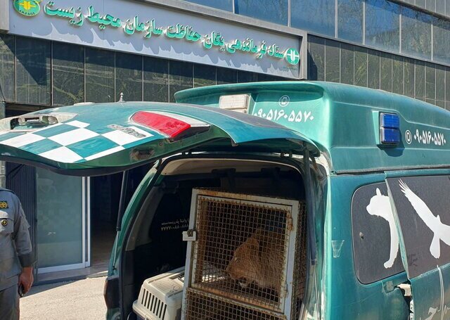 توله شیر امیر علی اکبری به حفاظت محیط زیست تحویل داده شد +عکس