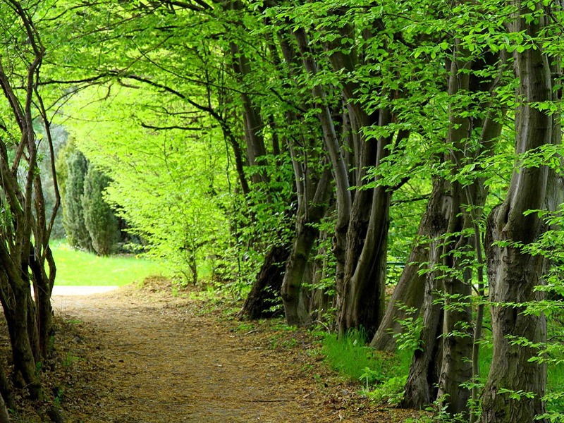 معرفی جنگلهای نزدیک تهران //// نوروز معرفی جنگلهای نزدیک تهران //// نوروز