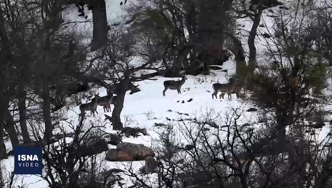 تصاویری دیدنی از گله مرال‌ها در جنگل‌های سوادکوه