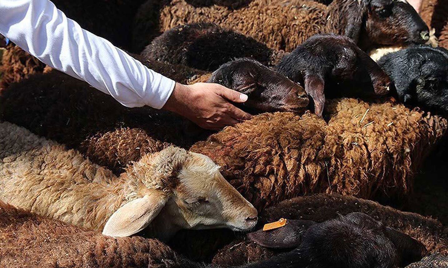 ماجرای فروش گوسفند با کارت ملی چه بود؟