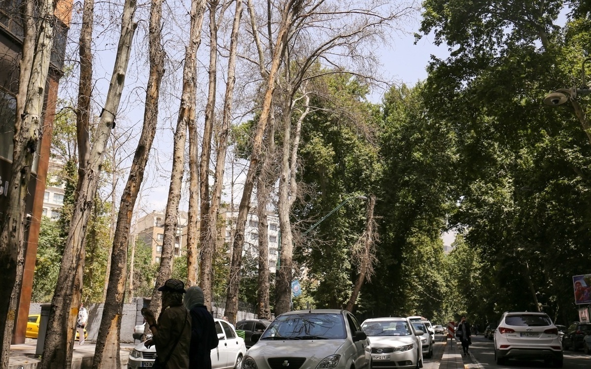 خشکاندن عمدی ۱۶ هزار درخت از پارک‌های جنگلی تهران| ساخت‌وساز در پارک قیطریه به کجا رسید؟
