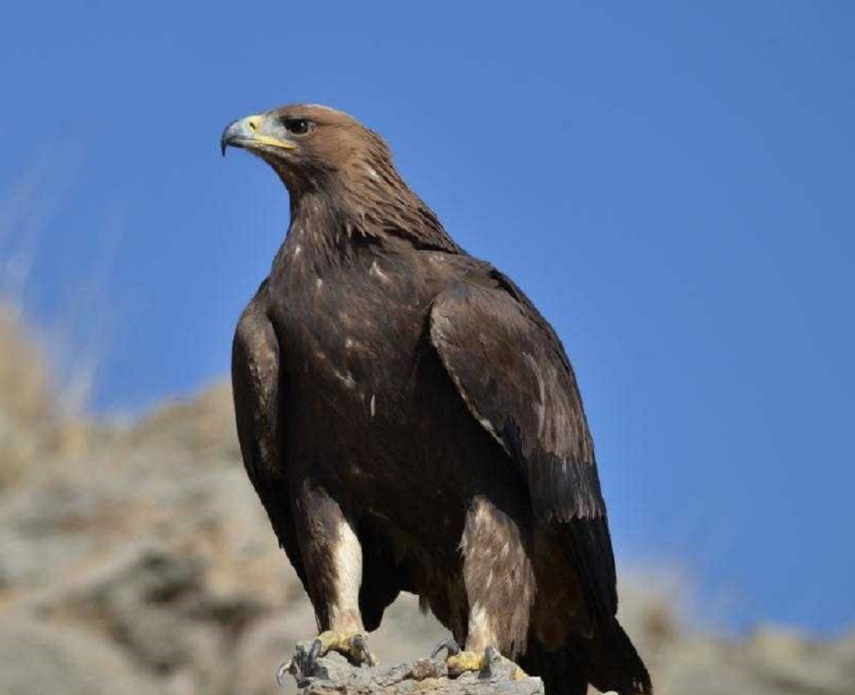 پرنده شاهین