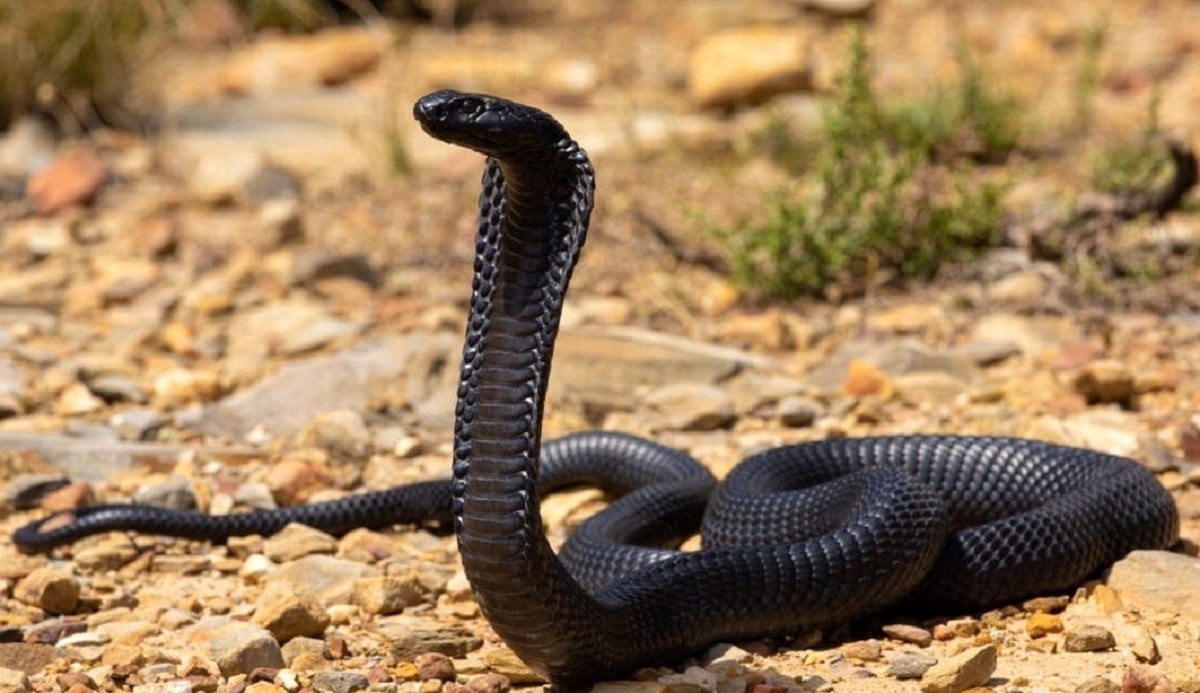 مار کبری مار کبری