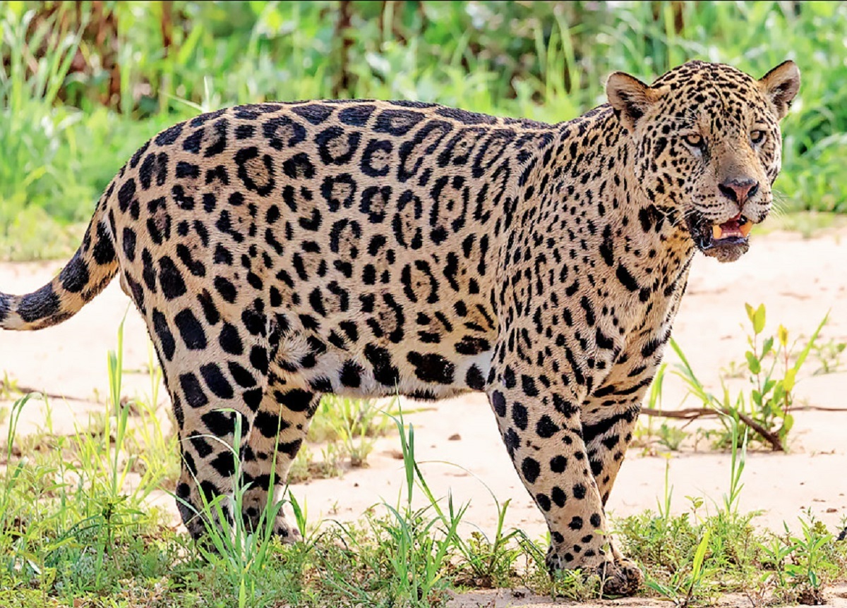 چگوار جگوار