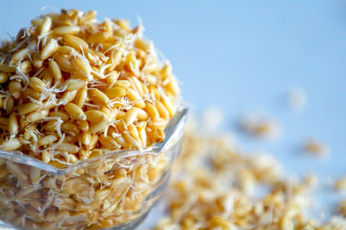 کند کردن روند پیری با جوانه گندم