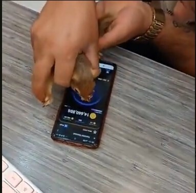 حیوان‌آزار اهل بازی همستر دستگیر شد