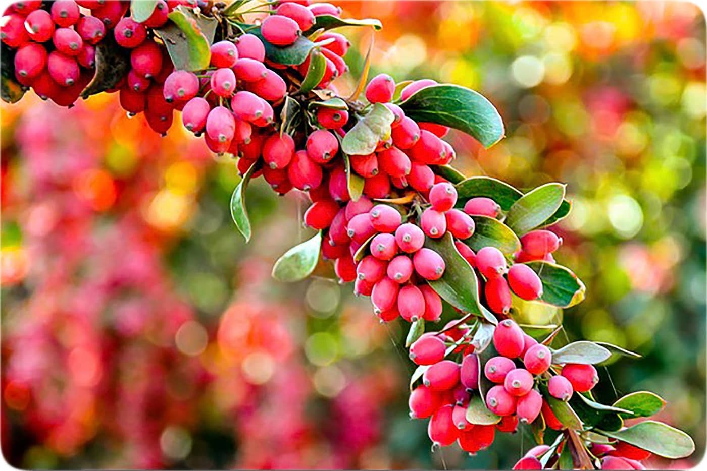 تاثیر زرشک در سم زدایی از بدن