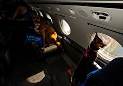 نمایی از اولین سفر هوایی لاکچری برای سگ‌ها