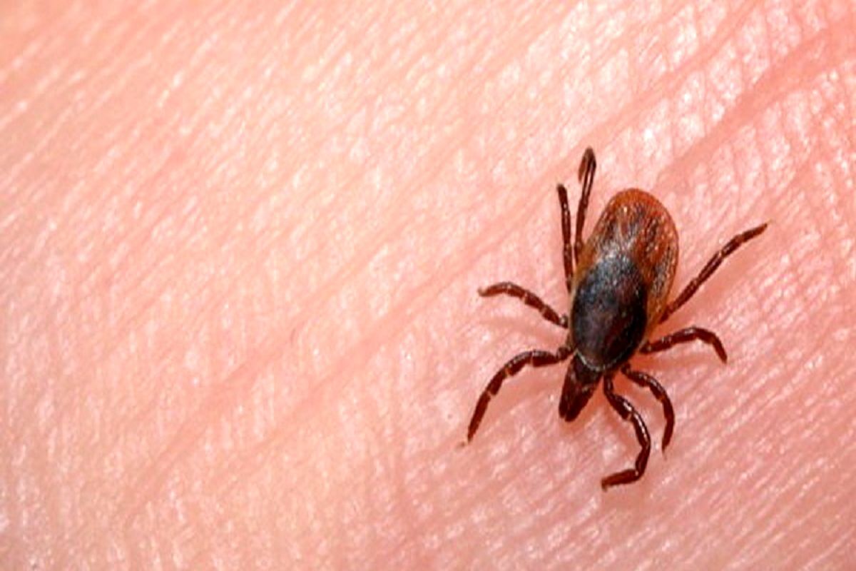 آخرین وضعیت تب کریمه کنگو در اصفهان