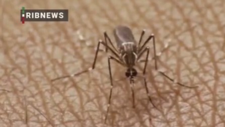 ببینید و فریب نخورید| کاسبی با پشه! ببینید و فریب نخورید| کاسبی با پشه!