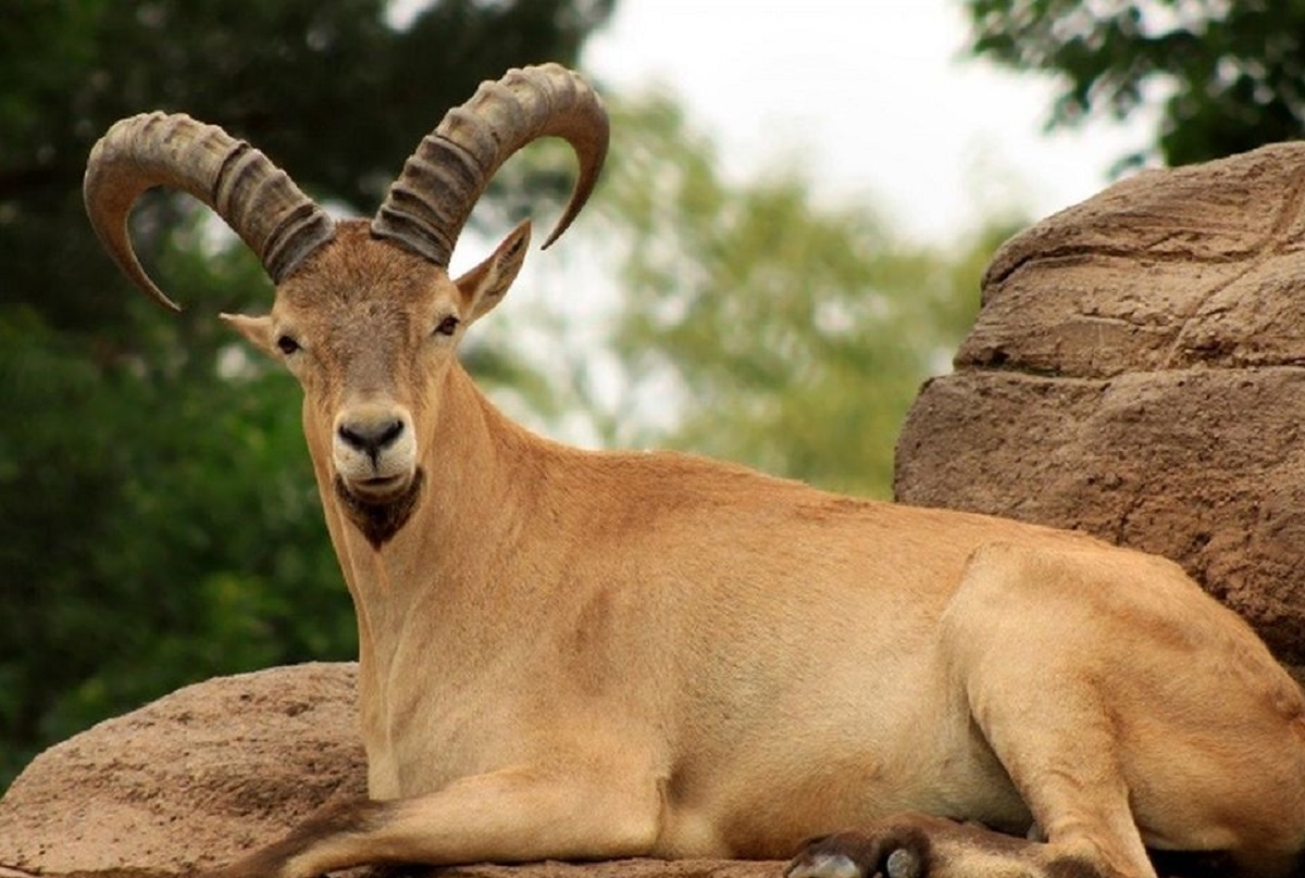 بز کوهی بز کوهی