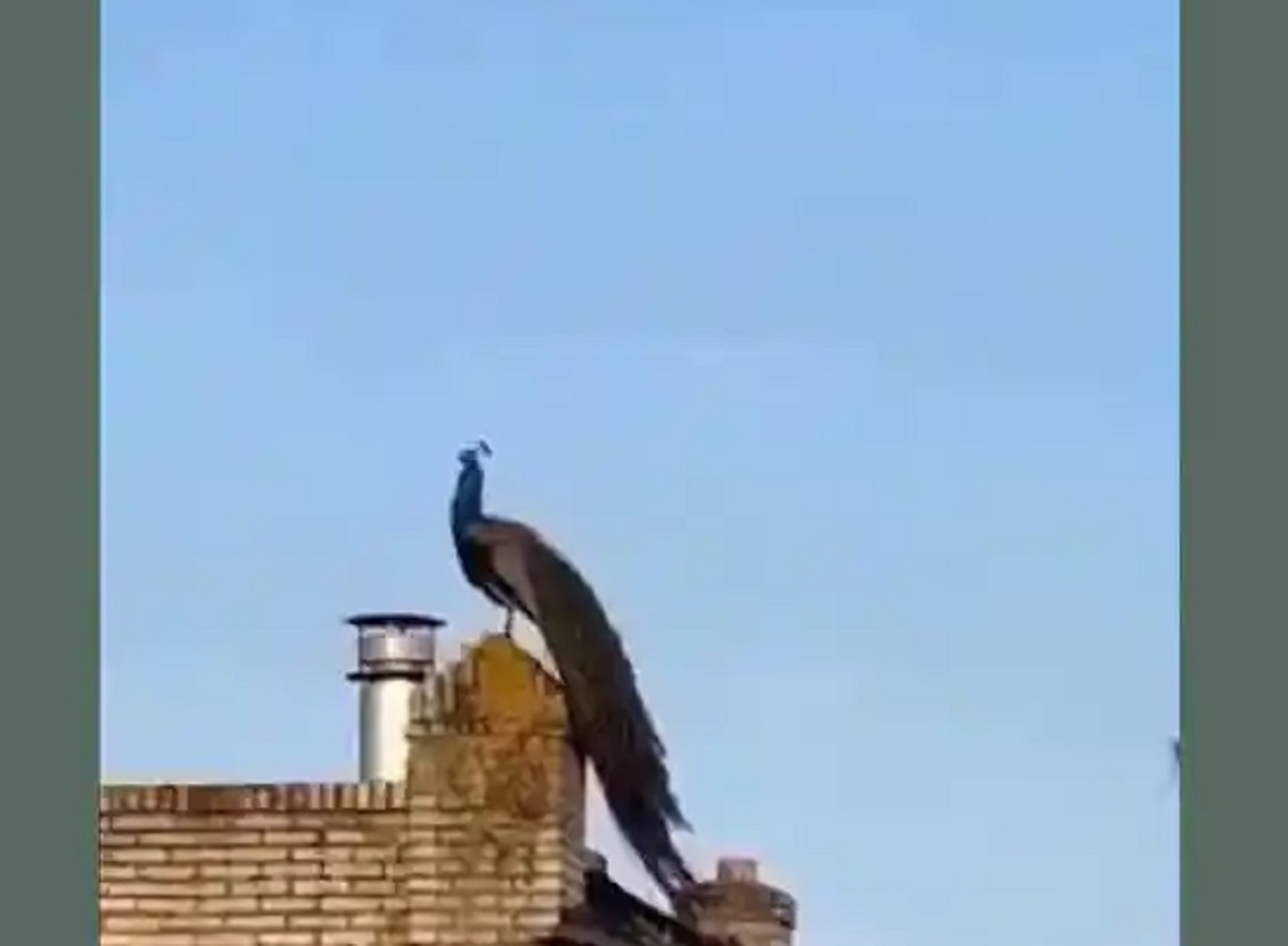 طاووس سیاه طاووس سیاه