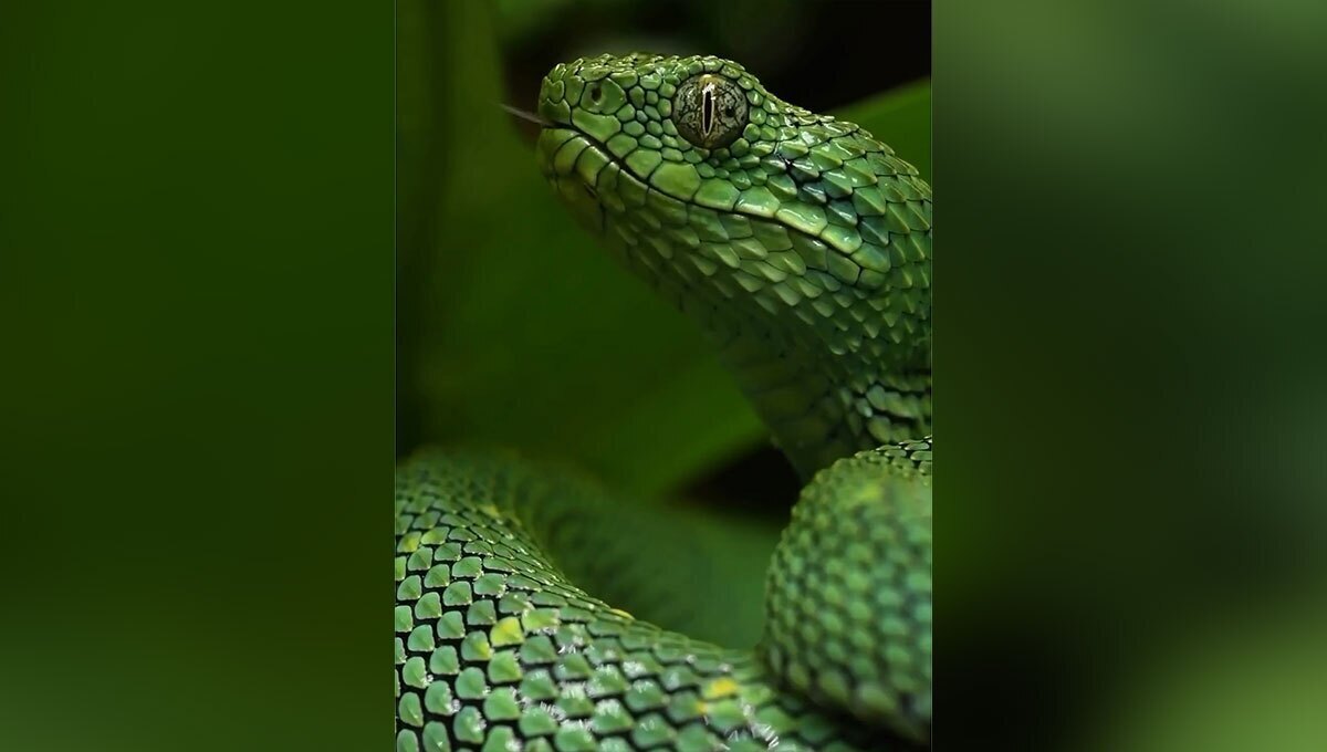 مار سمی مار سمی