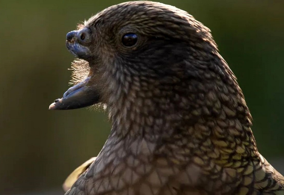 طوطی معلول طوطی معلول