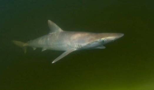 کشف کوکائین در بدن کوسهها کشف کوکائین در بدن کوسهها