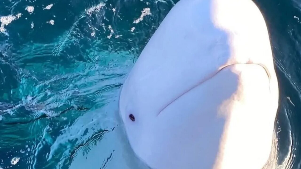 عکس| کشف جسد نهنگ جاسوس روسیه عکس| کشف جسد نهنگ جاسوس روسیه