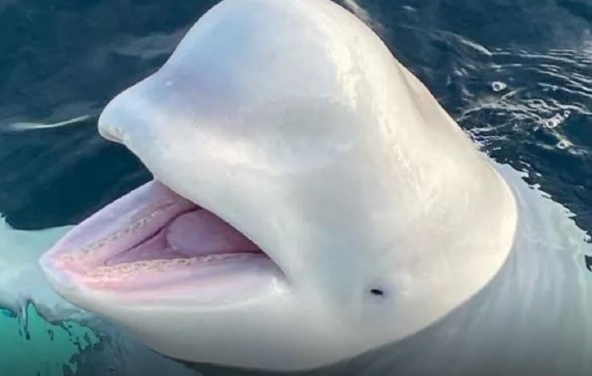 نهنگ جاسوس نهنگ جاسوس