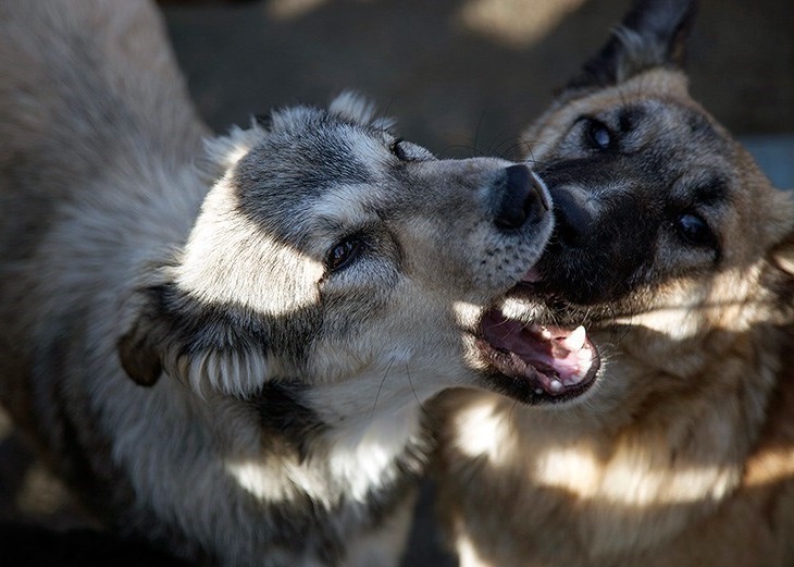 فاجعه در راه است؛ سگها ولگرد رو به افزایشاند | غذا دادن به سگهای ولگرد در هیچ کشوری مجاز نیست فاجعه در راه است؛ سگها ولگرد رو به افزایشاند | غذا دادن به سگهای ولگرد در هیچ کشوری مجاز نیست