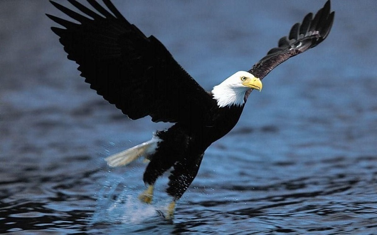 ببینید| تلاش ماهی برای فرار از دست عقاب گرسنه