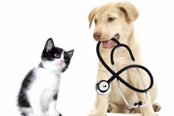 دامپزشکی دامپزشکی