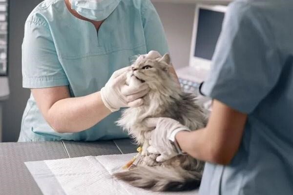 دامپزشکی دامپزشکی