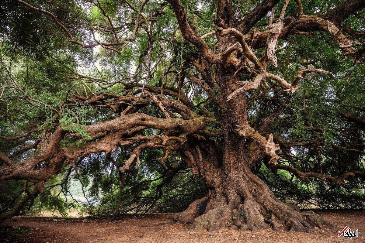 عکس | تاریخیترین درخت آسیا در ابرکوه عکس | تاریخیترین درخت آسیا در ابرکوه