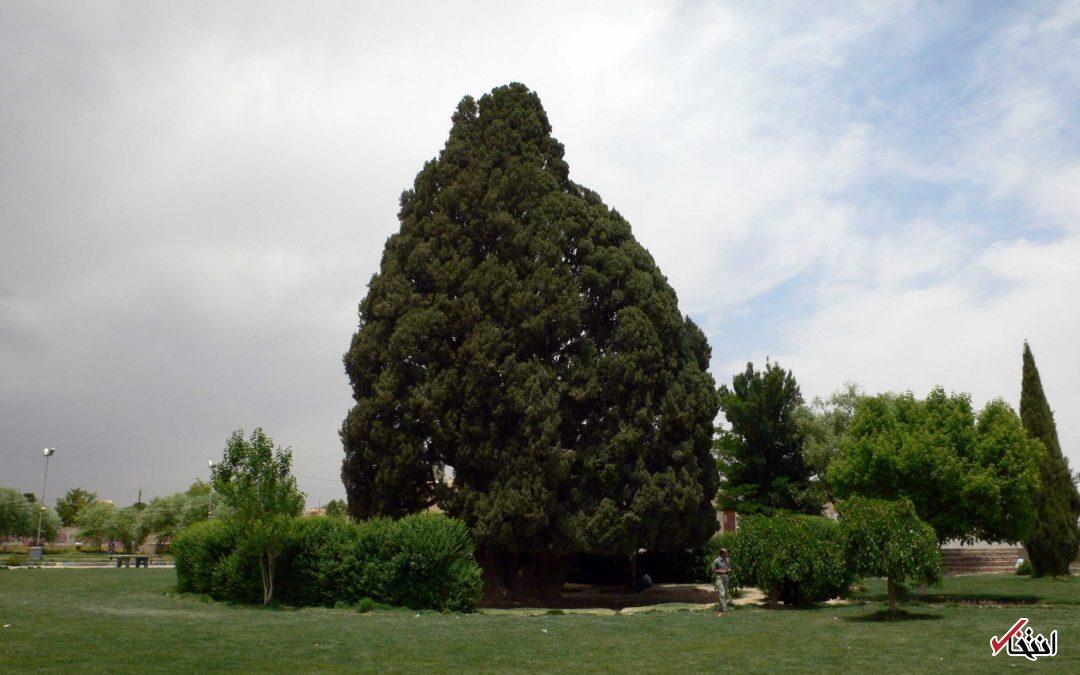 عکس | تاریخیترین درخت آسیا در ابرکوه عکس | تاریخیترین درخت آسیا در ابرکوه