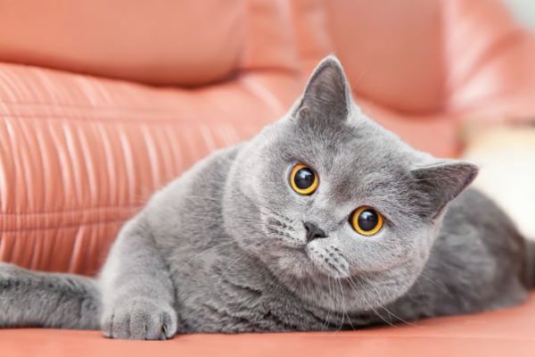 عکس | گربه‌ها ما را این شکلی می‌بینند