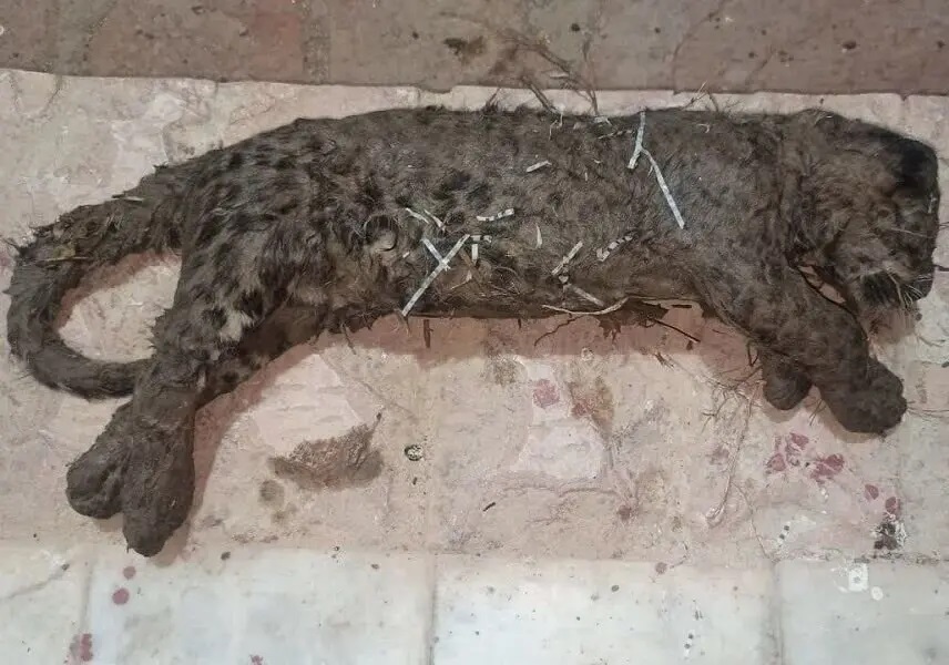 کشف لاشه توله پلنگ ۲ ماهه در استان خراسان شمالی کشف لاشه توله پلنگ ۲ ماهه در استان خراسان شمالی