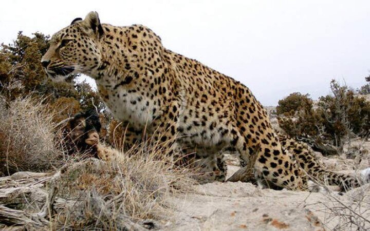 عکس| ماجرای پلنگ سلاخی شده سمنان چیست؟ عکس| ماجرای پلنگ سلاخی شده سمنان چیست؟