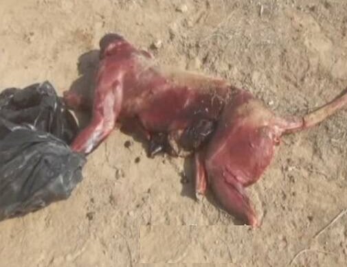 عکس| ماجرای پلنگ سلاخی شده سمنان چیست؟ عکس| ماجرای پلنگ سلاخی شده سمنان چیست؟