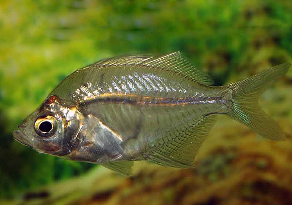 ببینید| ساخت ماهی شیشه ای با جزئیات دقیق و زیاد توسط یک هنرمند ژاپنی